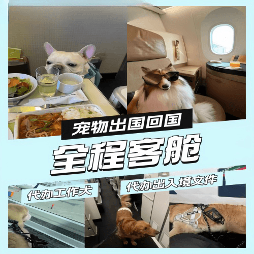毕节地区宠物托运到白俄罗斯宠物入境规定和要求