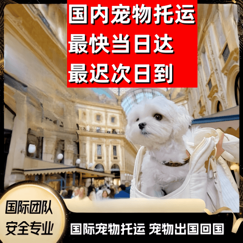 毕节地区到澳大利亚（澳洲）宠物入境规定和要求